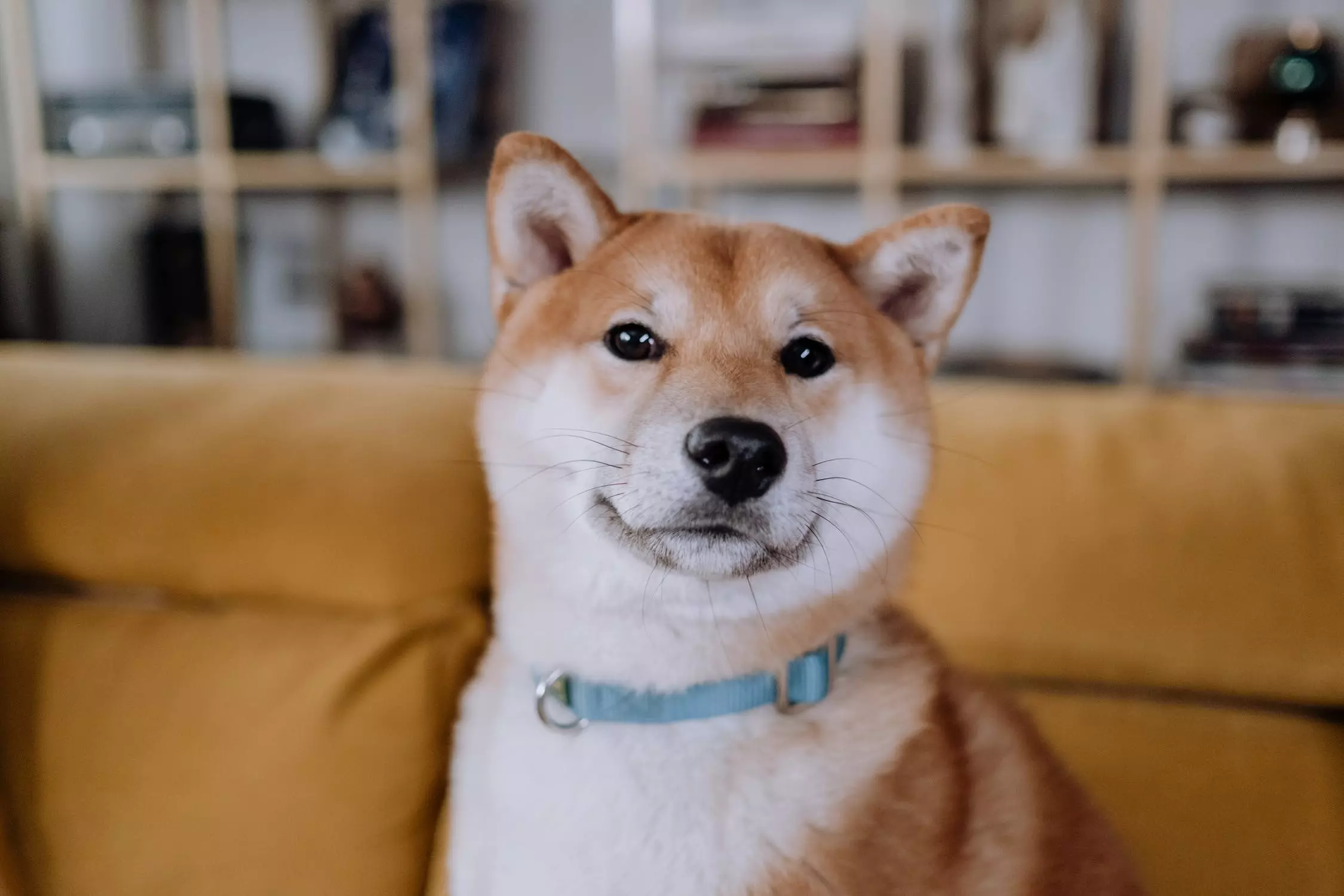 shiba